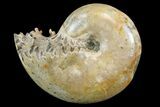 Polished, Agatized Ammonite (Phylloceras?) - Madagascar #149244-1